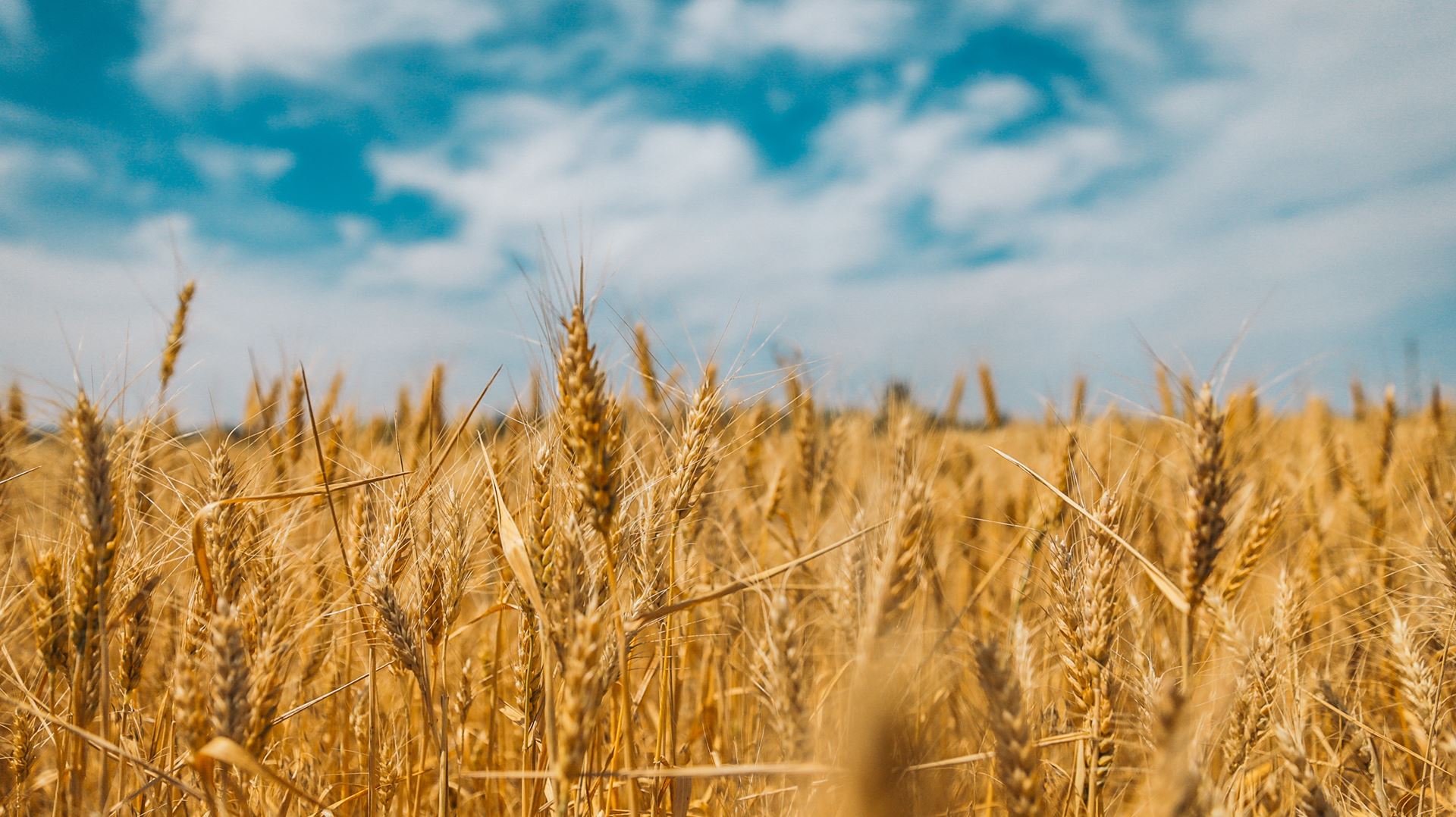 Fields of wheat