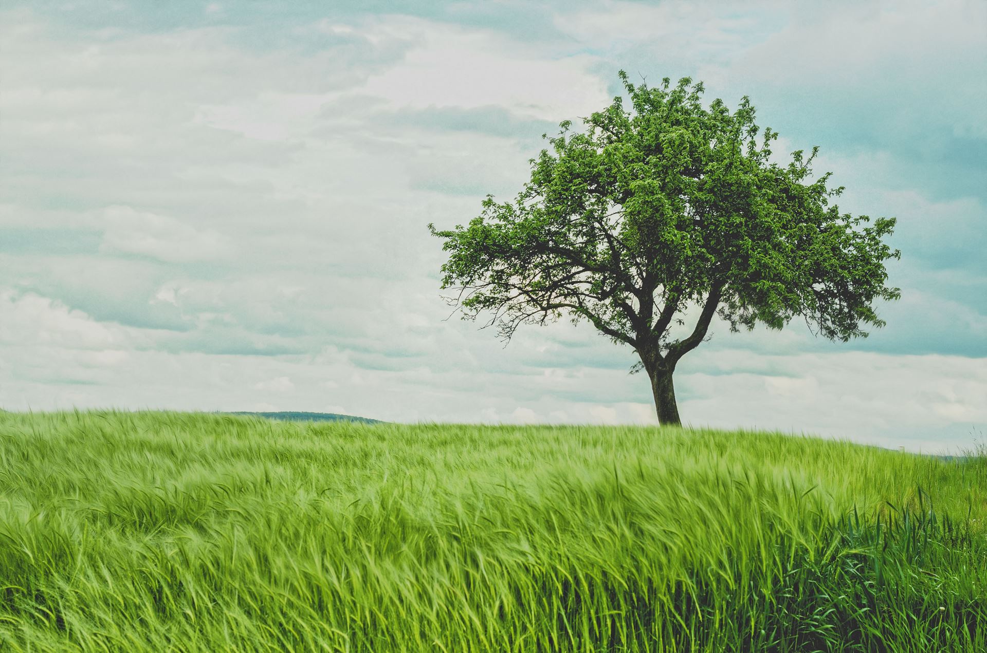 this is a tree